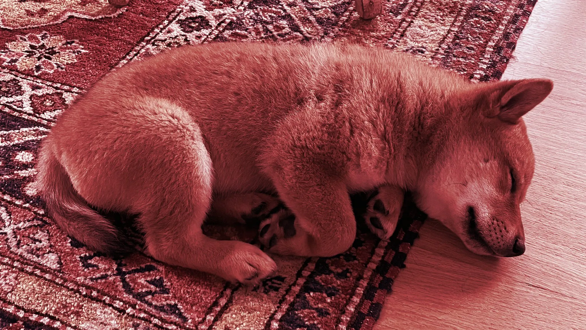 La nueva mascota de Elon Musk es un Shiba Inu llamado Flocki. Imagen: Twitter