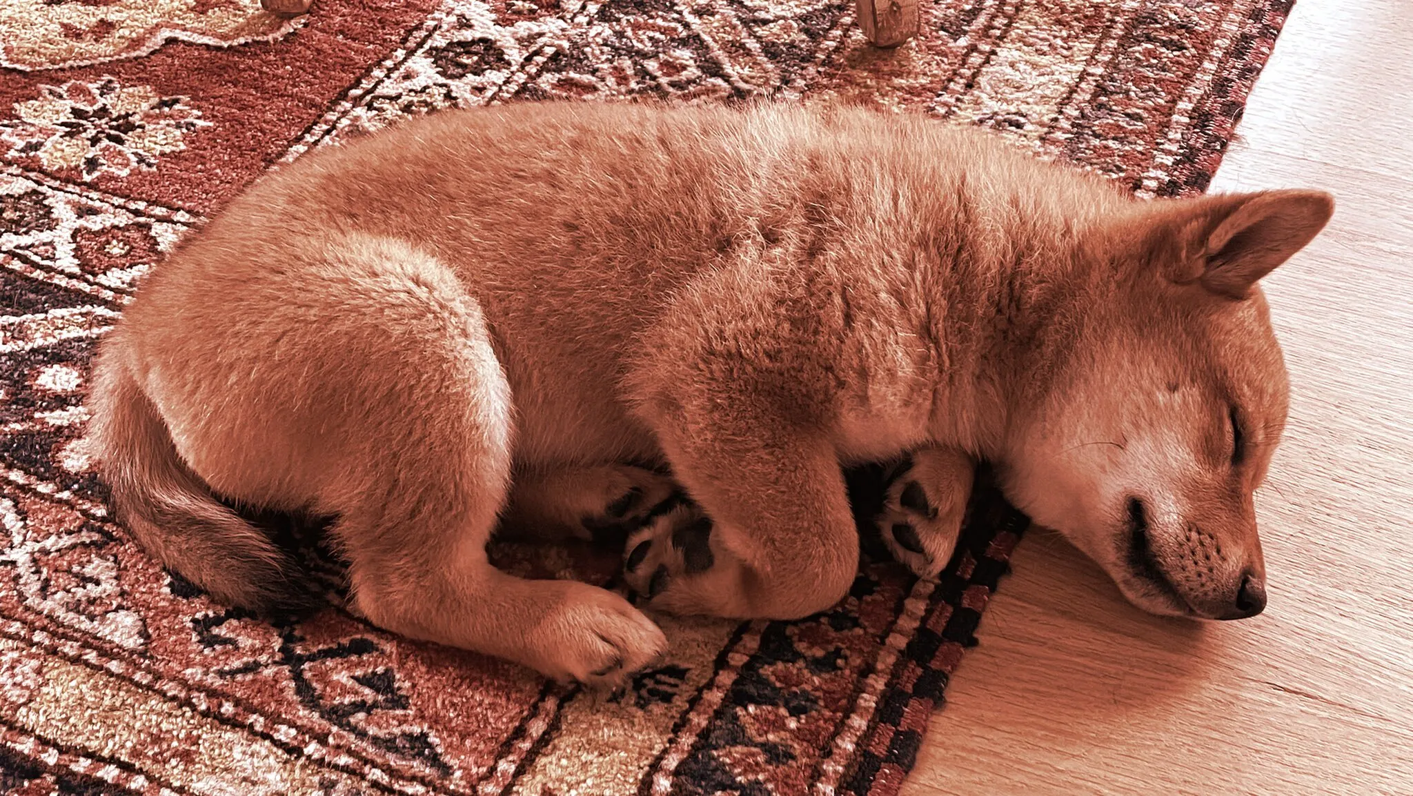 Elon Musk's new pet pooch is a Shiba Inu named Floki. Image: Twitter