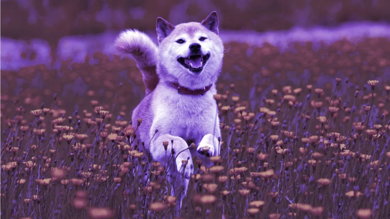 Un perro Shiba Unu. Imagen: Shutterstock