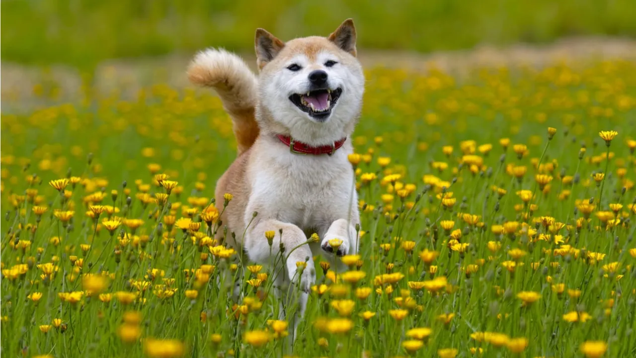 Shiba Inu had a fun year. Image: Shutterstock