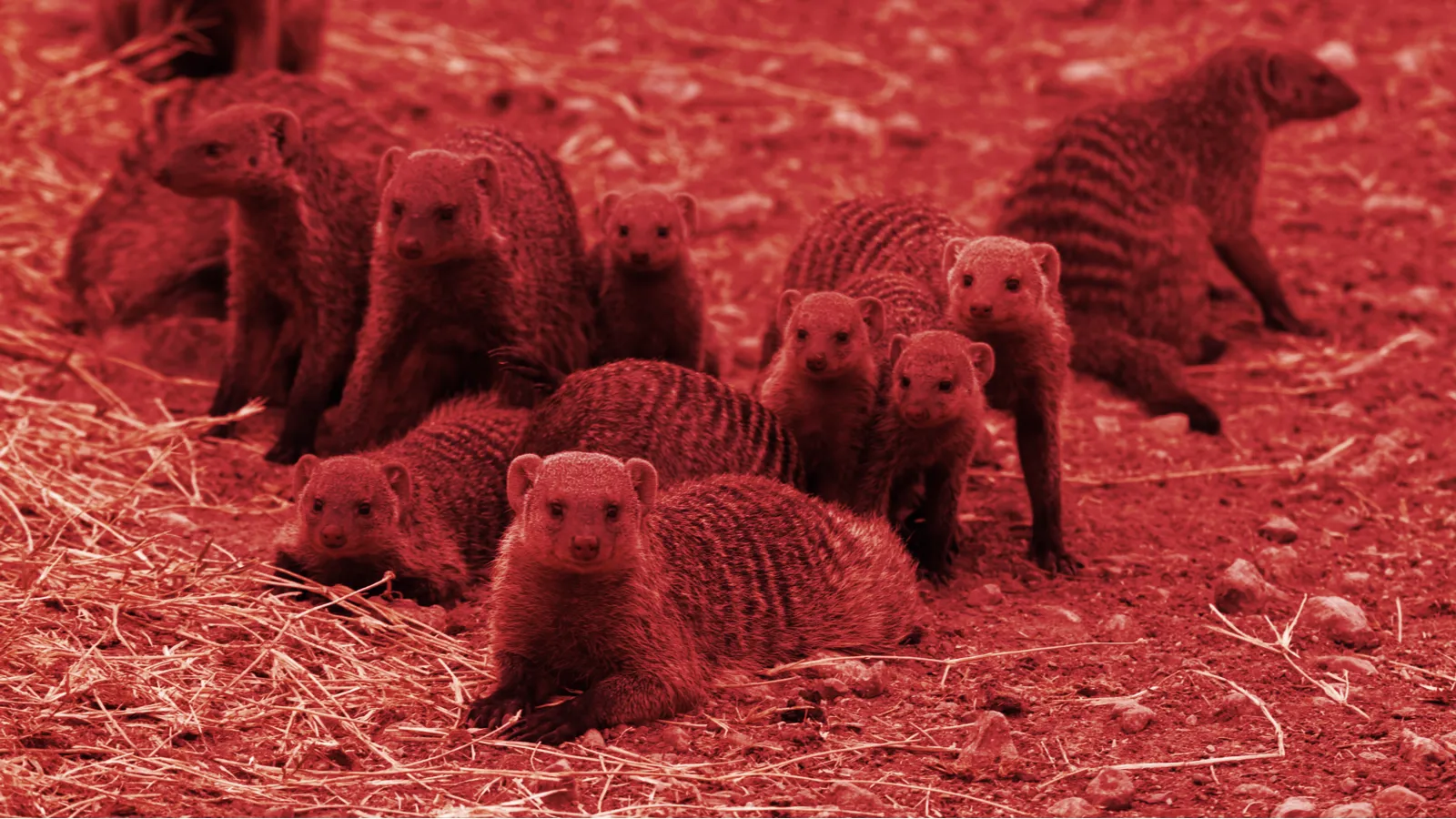 Mongoose Coin has been created on various crypto networks. Image: Shutterstock