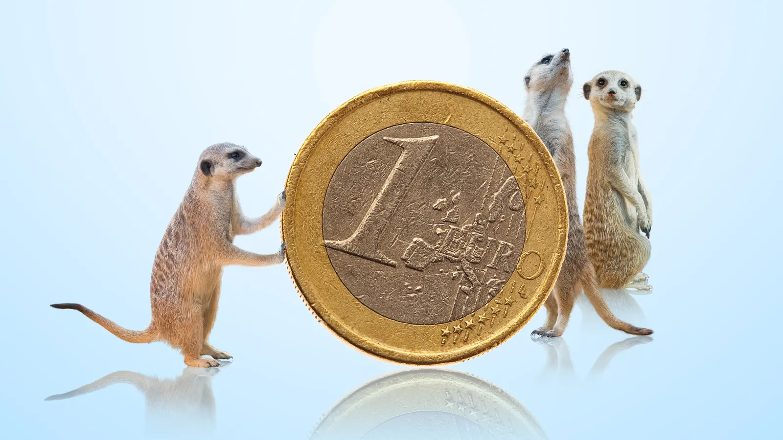 Meerkats y Money