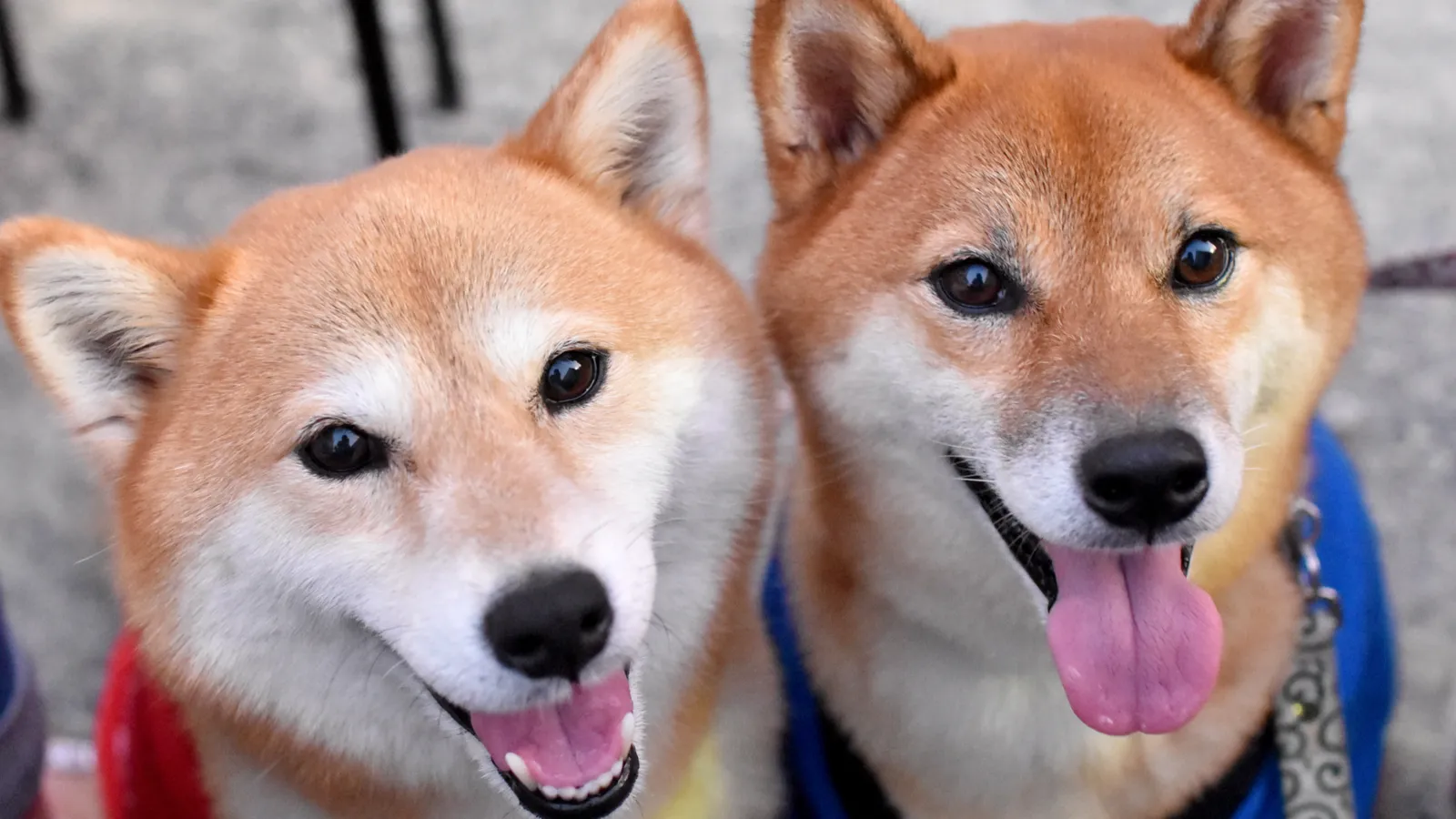 Shiba Inu and Dogecoin are popular cryptocurrencies named after dogs. Image: Shutterstock.