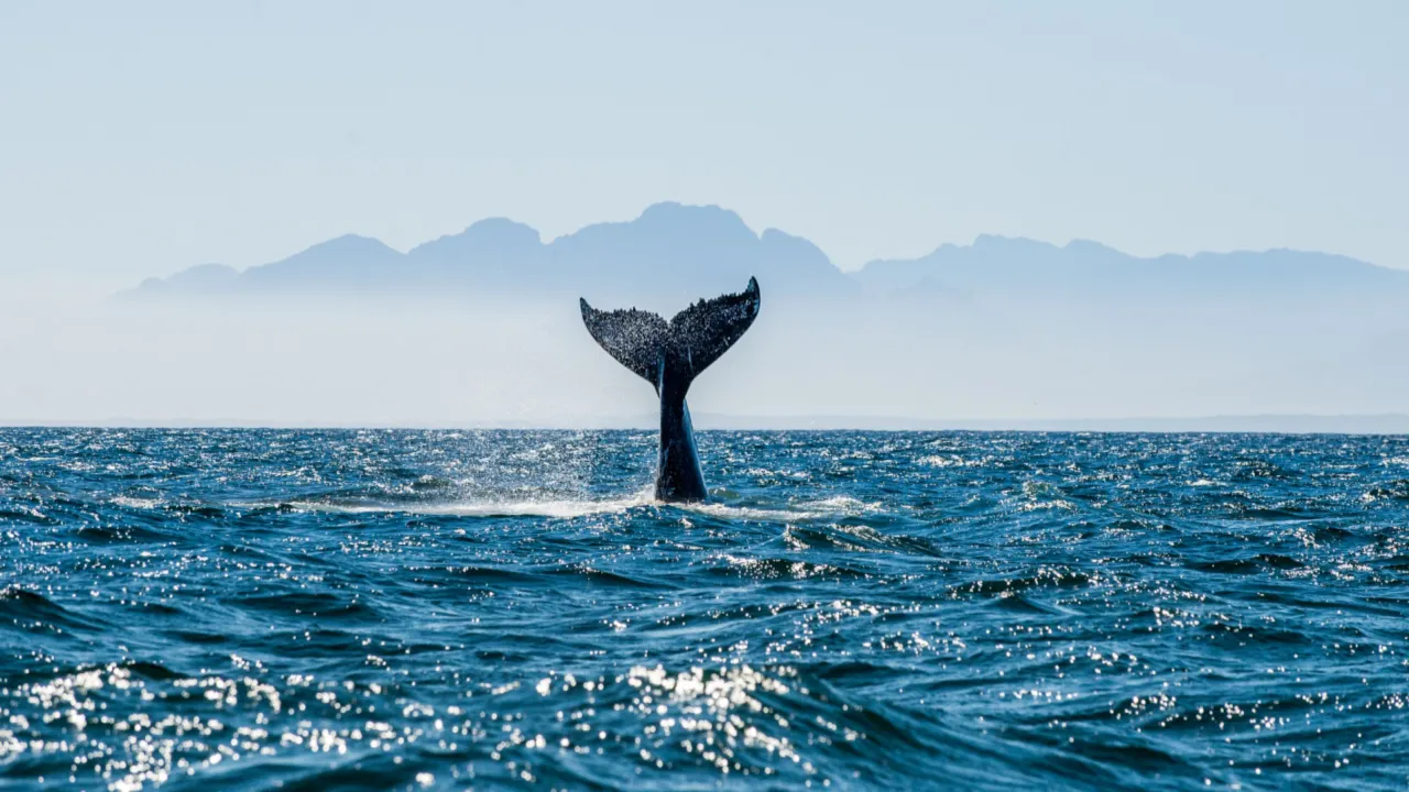 Large token holders are called whales in crypto. Image: Shutterstock.