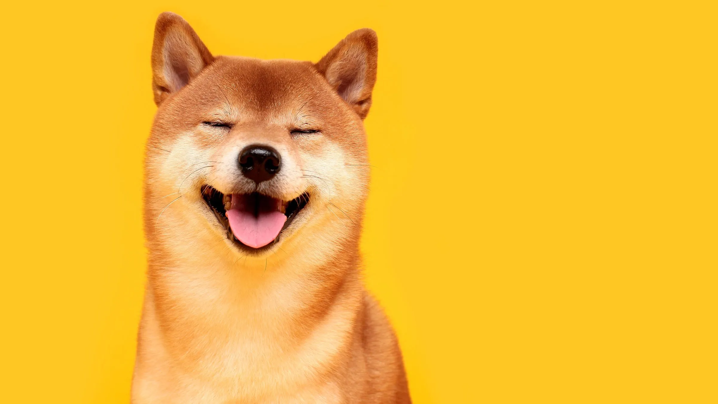 Ralph Lauren Now Accepts Shiba Inu at Miami Store