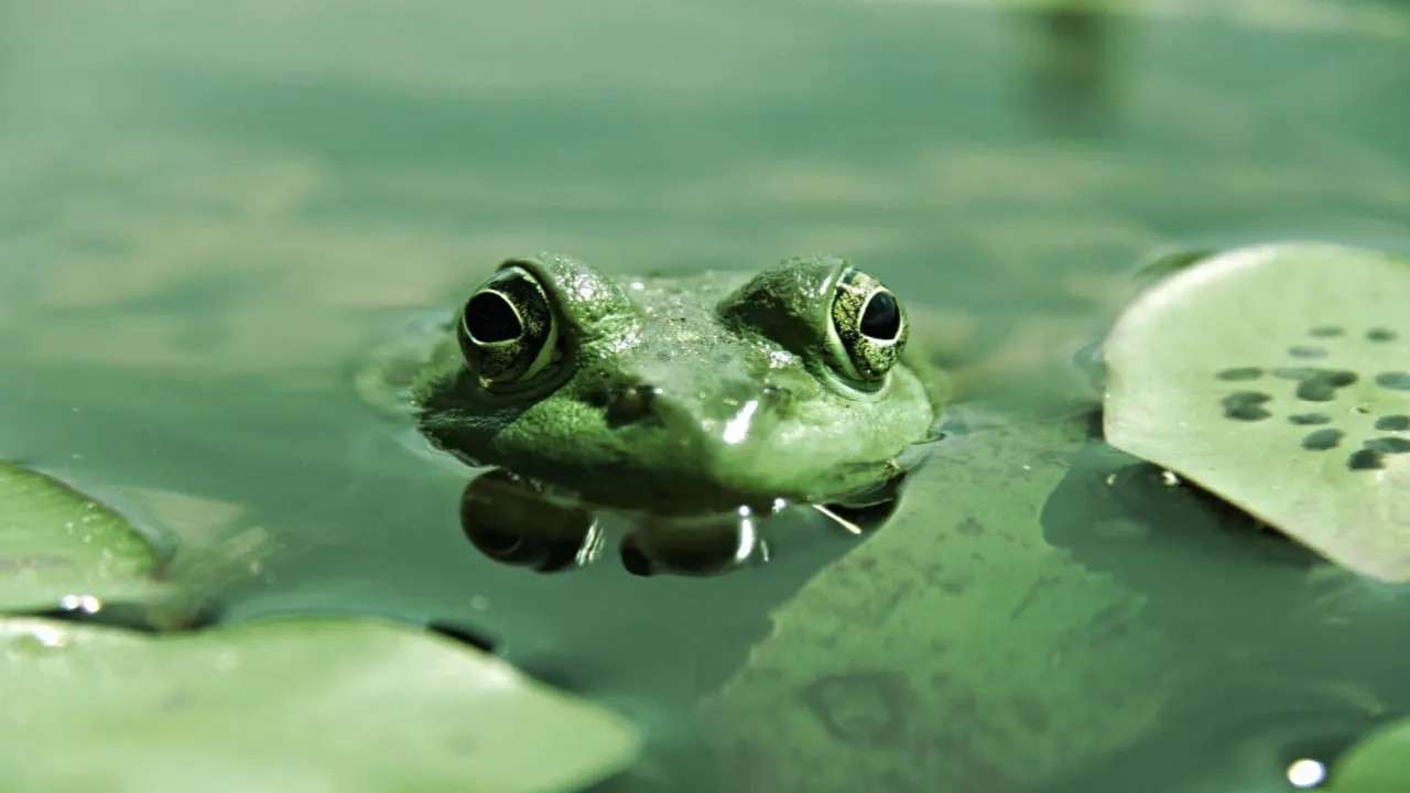 Pepe has become a popular meme coin in the crypto industry. Image: Shutterstock.