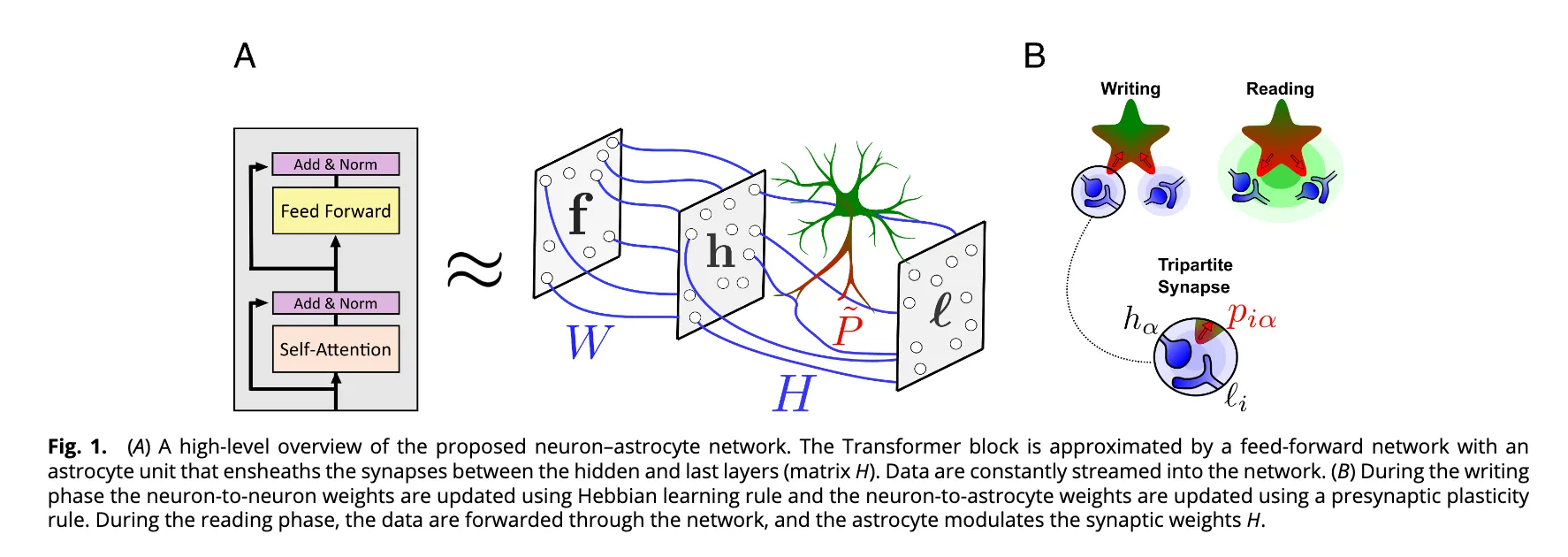 Red Neurona-Astrocito