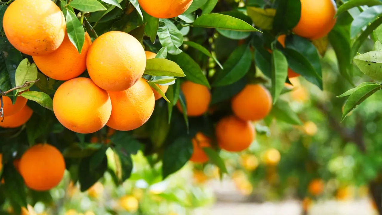 Crypto tokens growing on trees. Image: Shutterstock