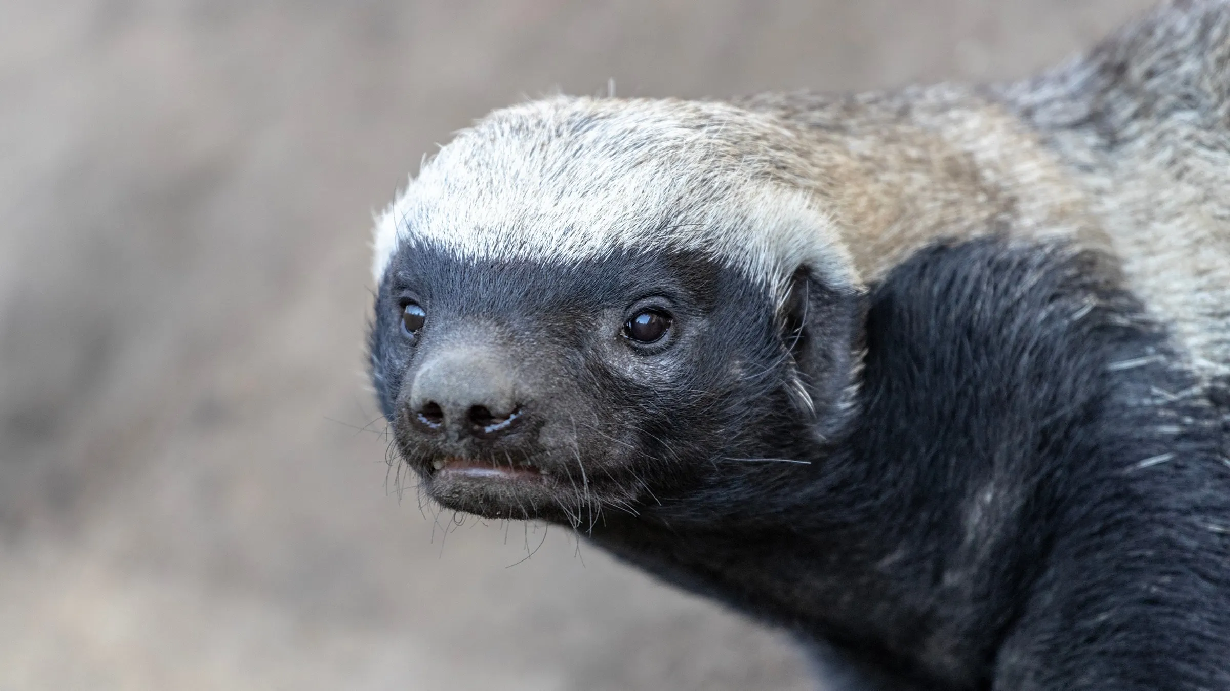 A honey badger. Image: LM Gray/Shutterstock