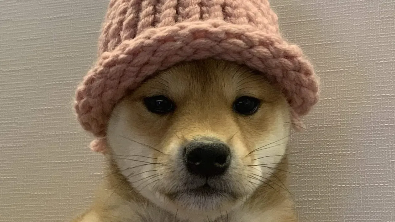 The Dogwifhat meme (cropped). Image: Foundation