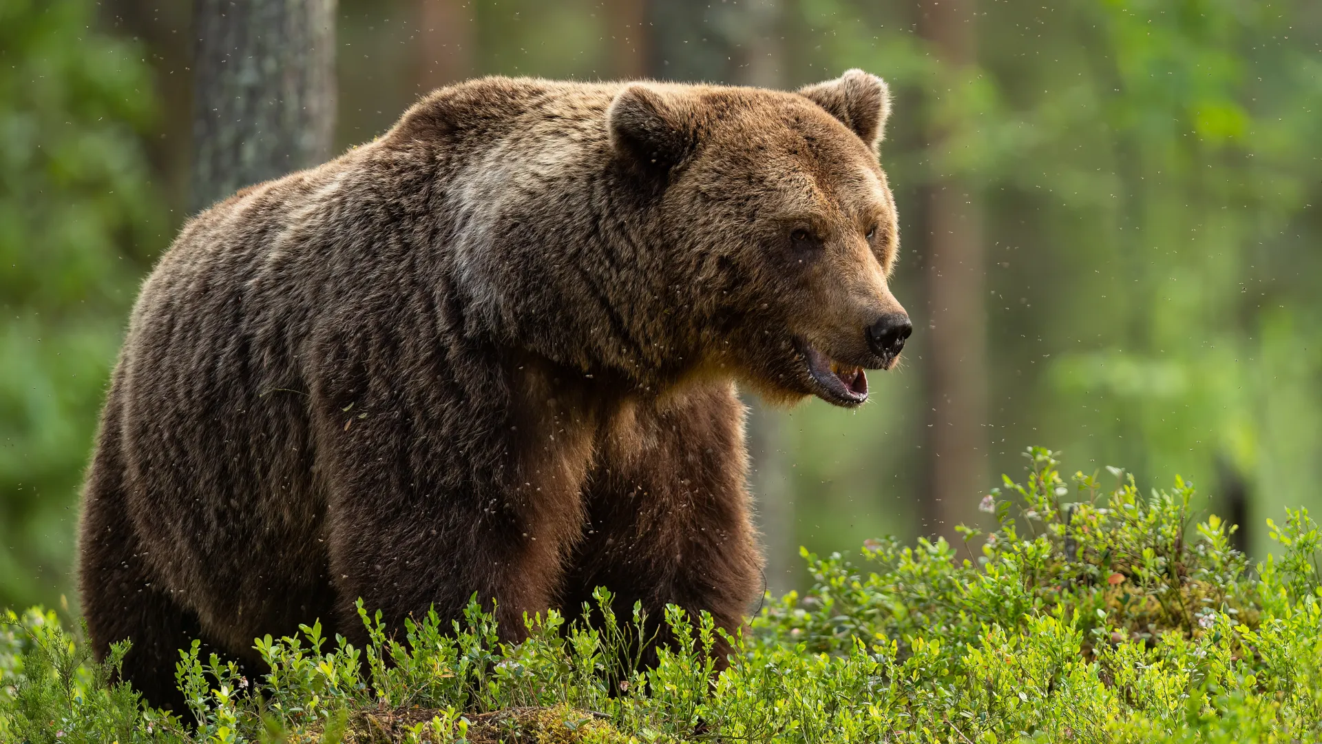 Bear. Image: Shutterstock