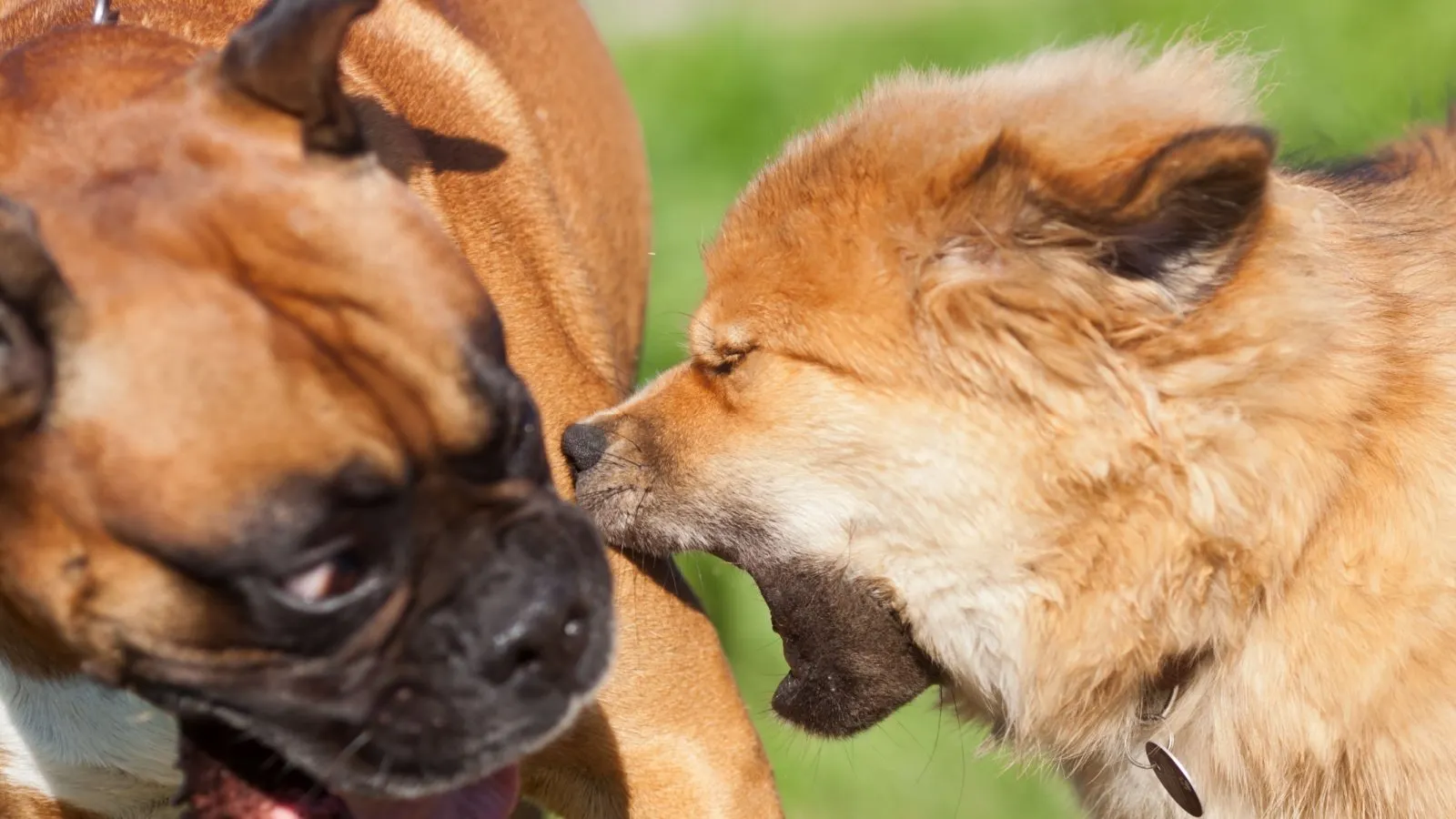 Angry, scared, fighting dogs.