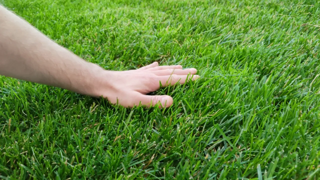 触摸草地。图片来源：Shutterstock