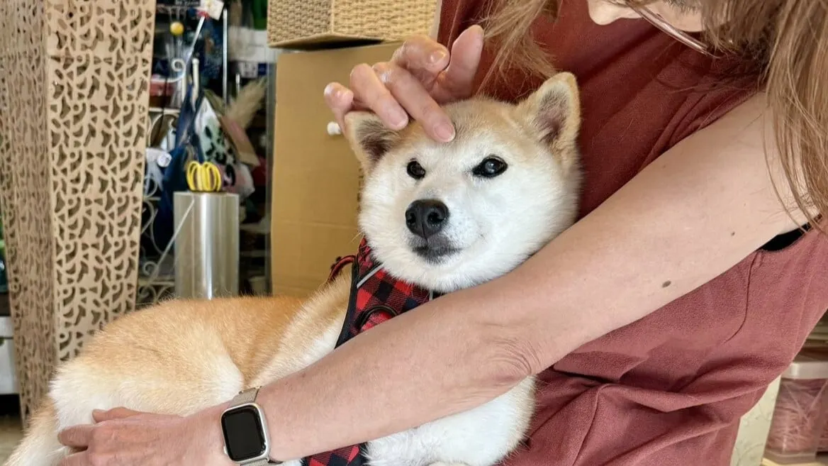 Neiro, the dog, apparently unbothered by all the meme coin drama. Image: Kabosumama on Twitter
