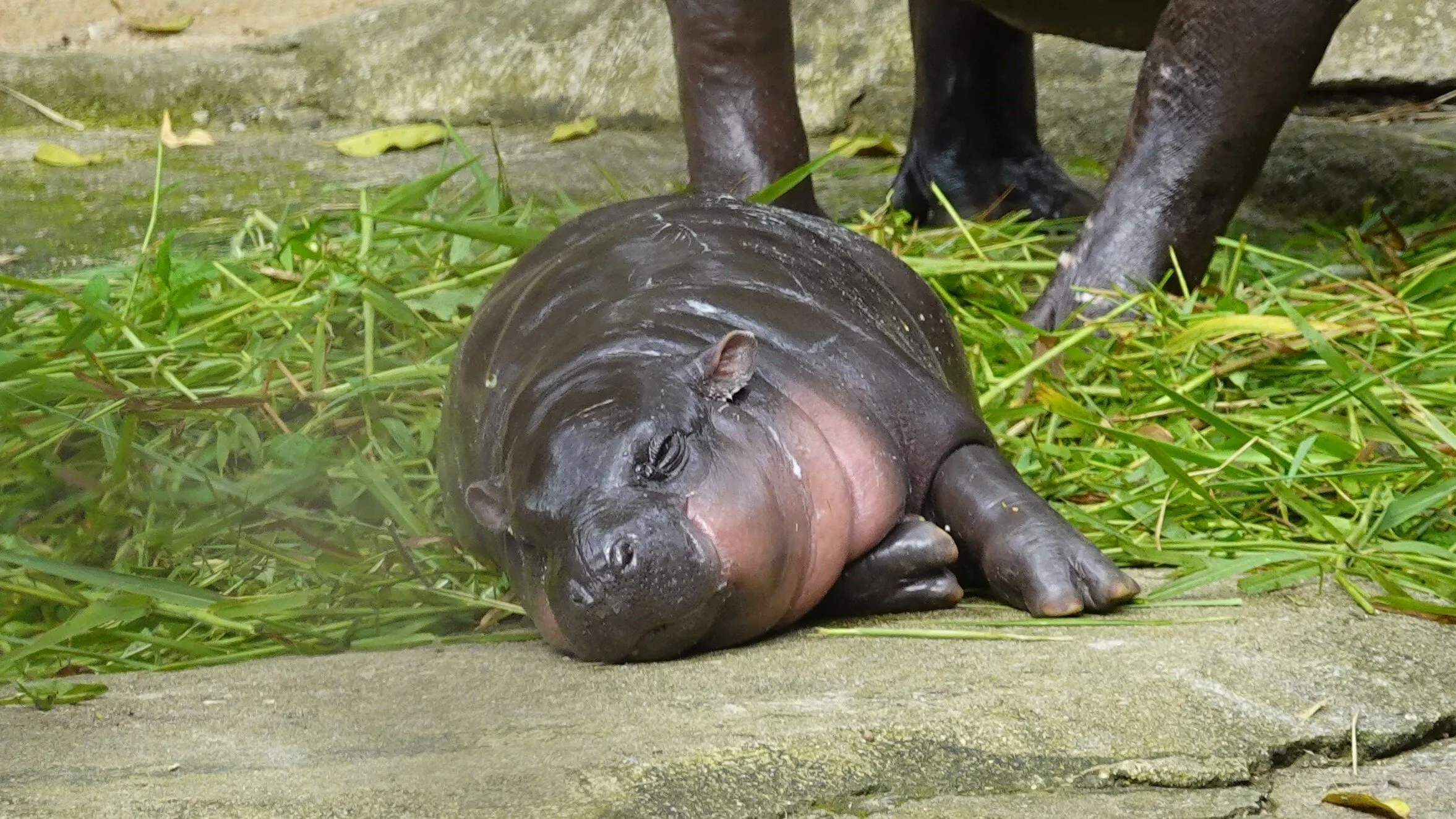 Moo Deng sleeps. Image: Shutterstock.