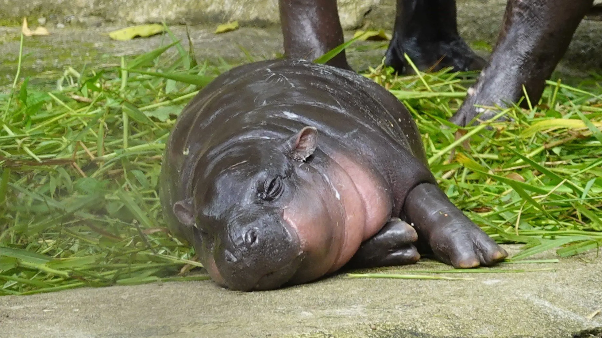 Moo Deng sleeps. Image: Shutterstock.