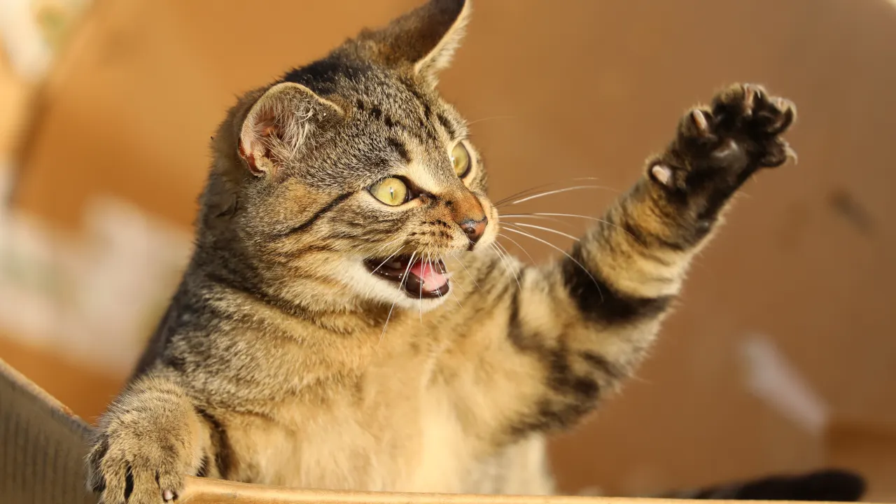 Image: Shutterstock