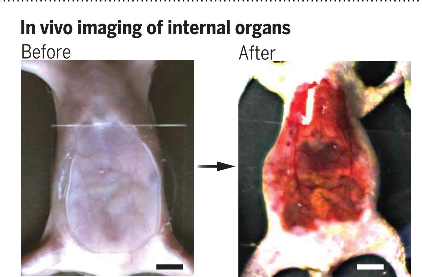 Not unusual Meals Dye Makes Mouse Pores and skin Clear, Researchers To find – Decrypt