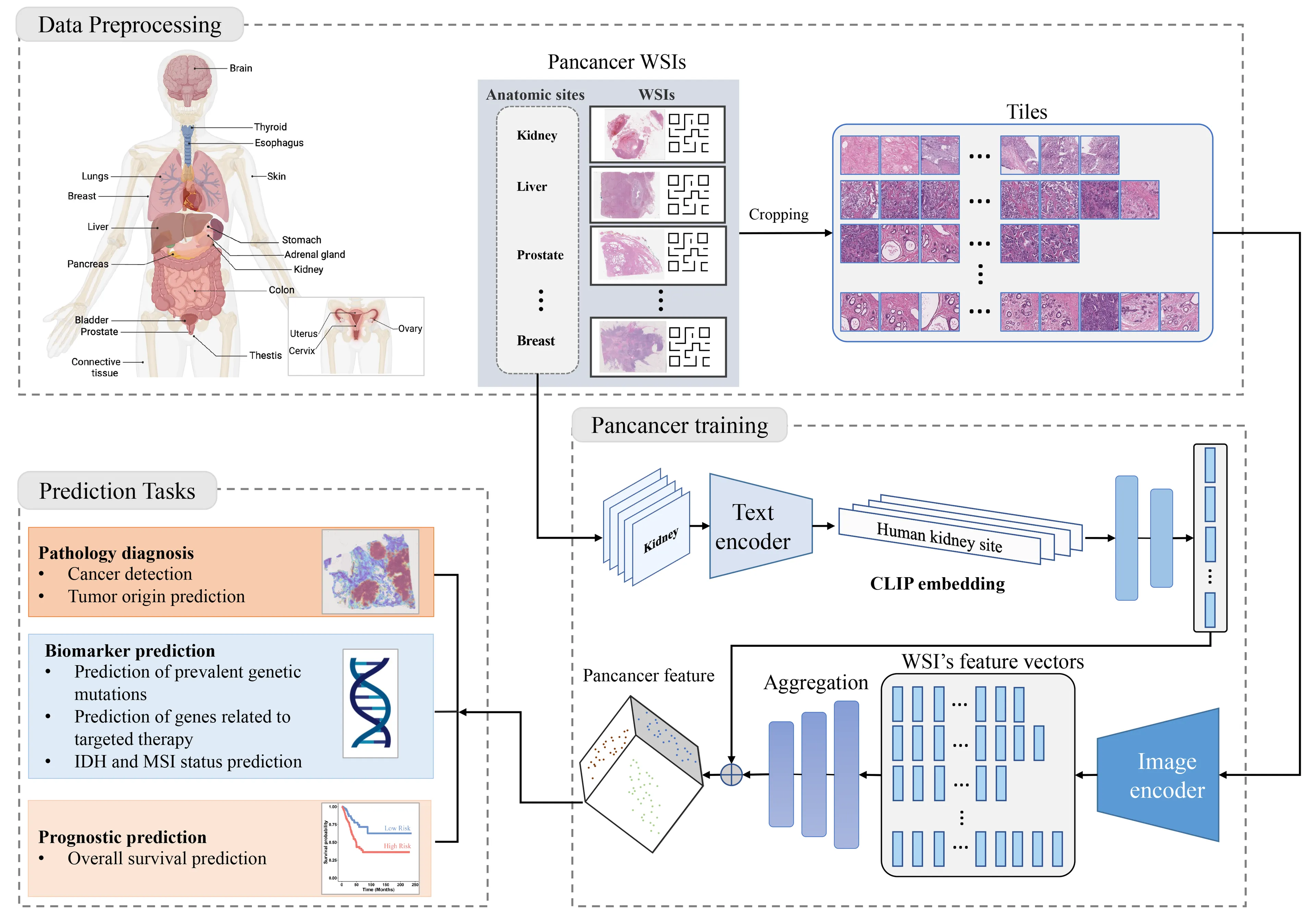 New AI Fashion Advanced by way of Harvard Detects Most cancers With 96% Accuracy – Decrypt