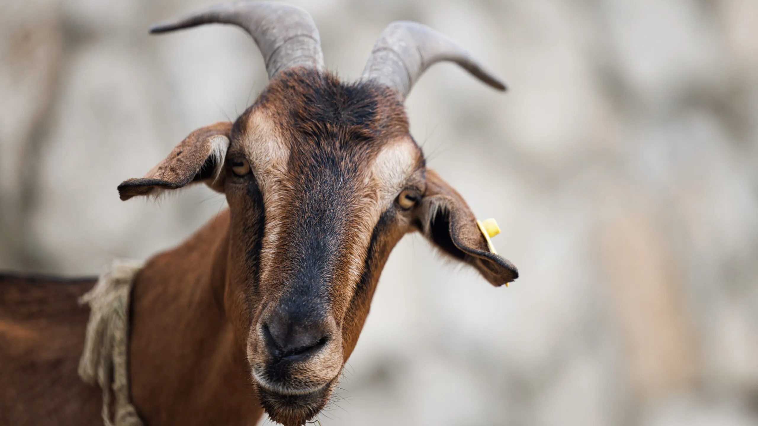 Crypto Trader Turns $5K Into $1.5 Million With Lucky Bet on GOAT Meme Coin