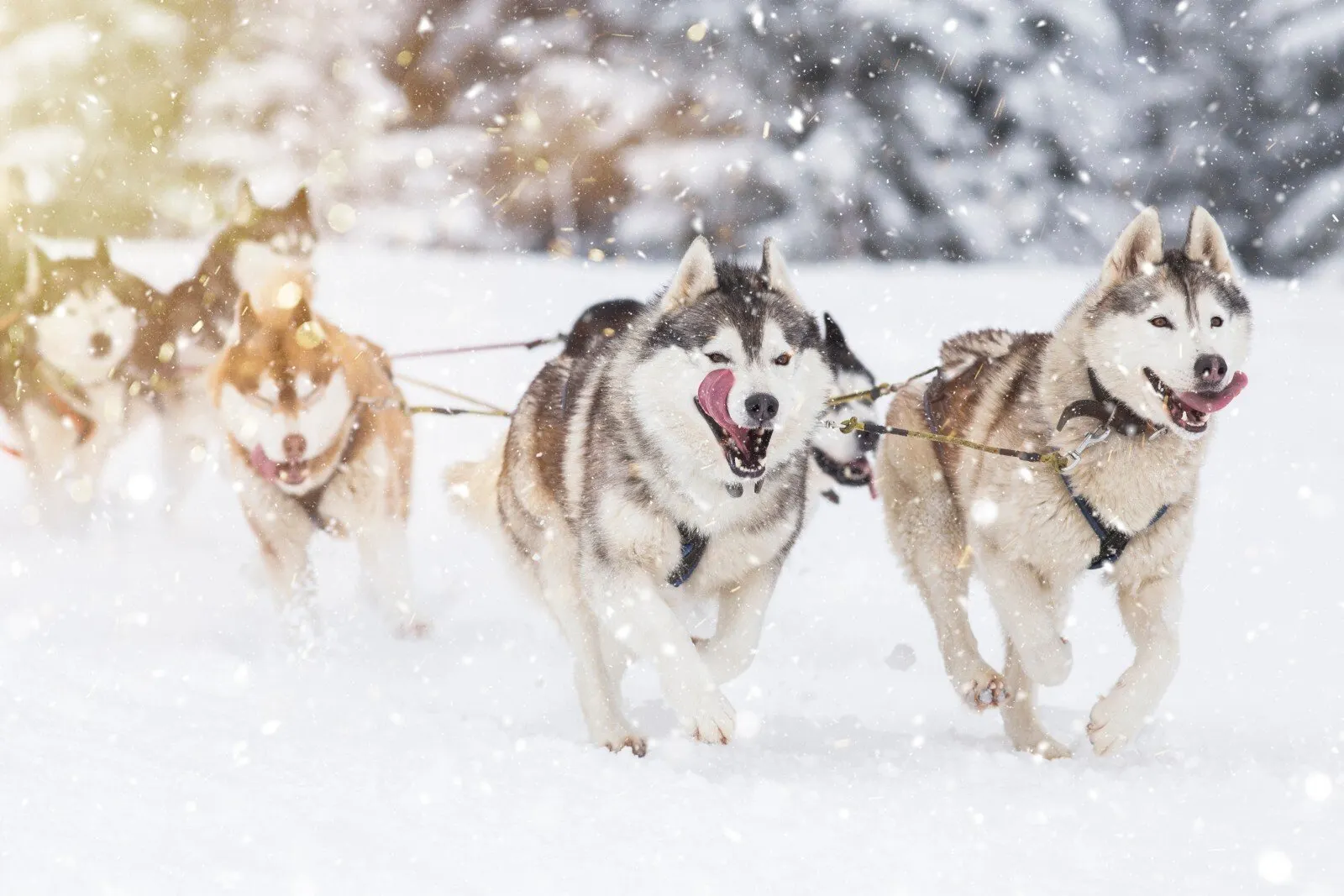 Dog-inspired meme coins are on an incredible run. Image: Shutterstock.