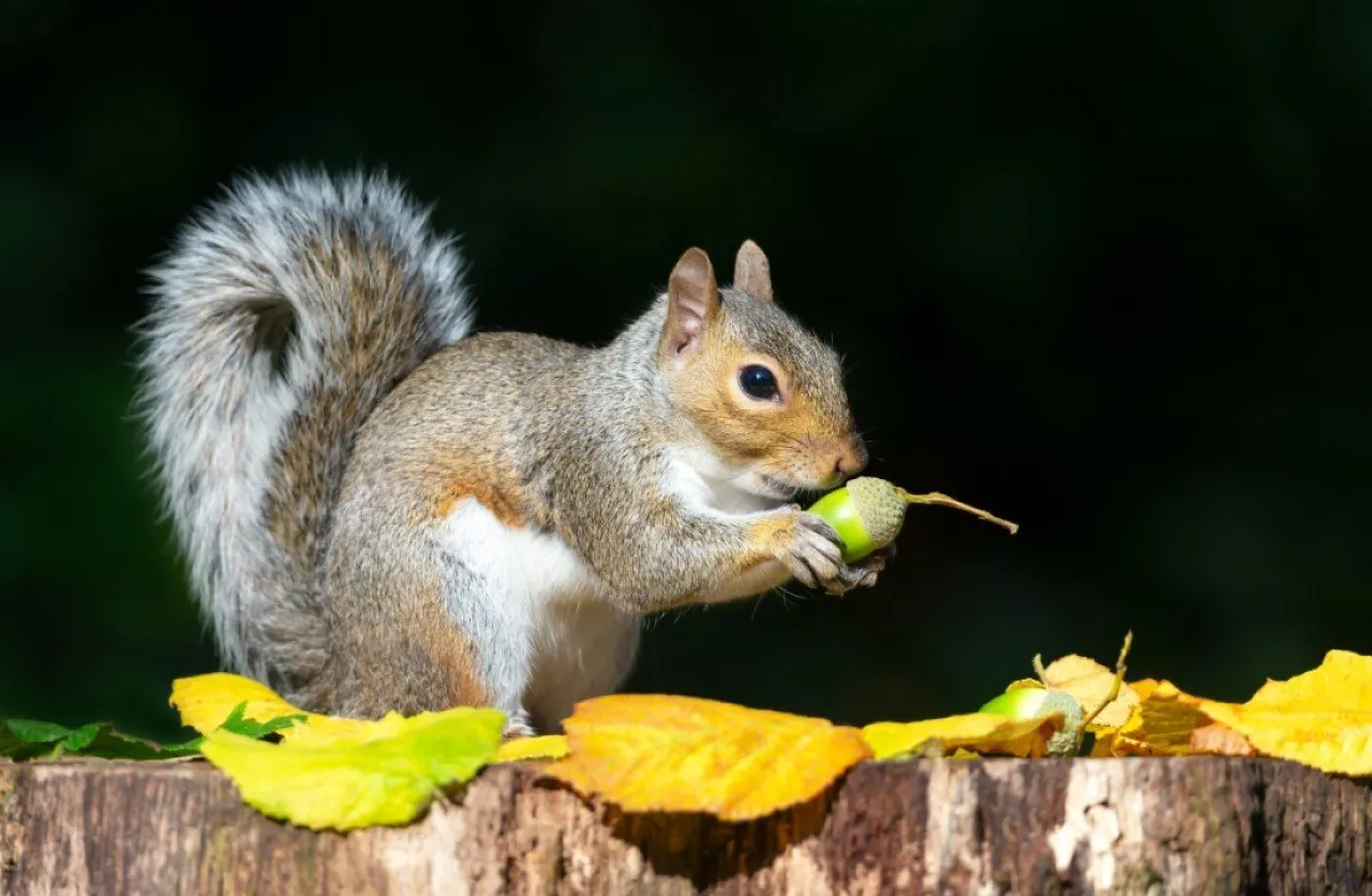 Pnut is a meme coin based off a squirrel pet. Image: Shutterstock