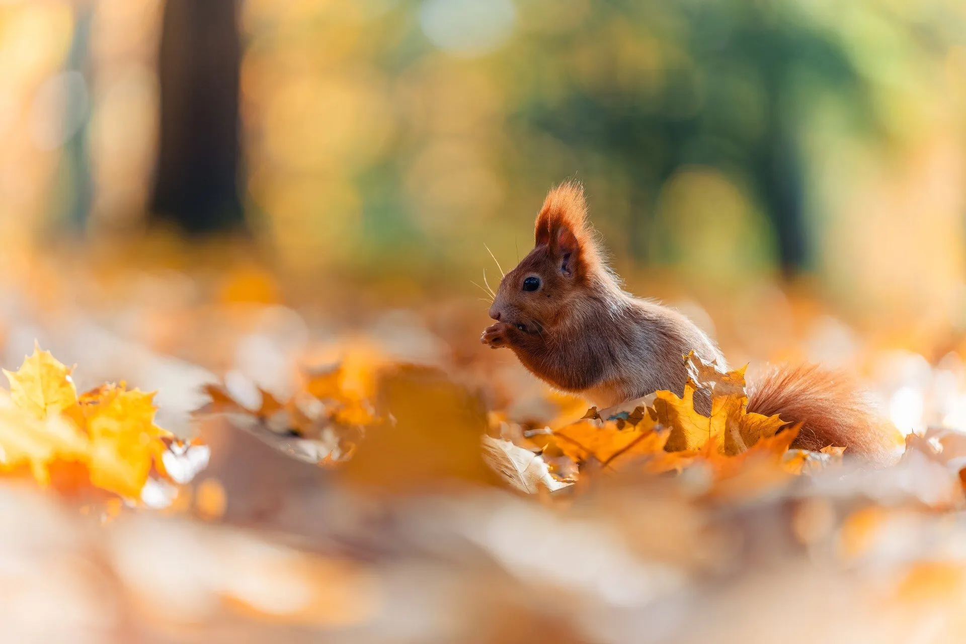 Peanut was a pet squirrel owned by Longo. Image: Shutterstock.