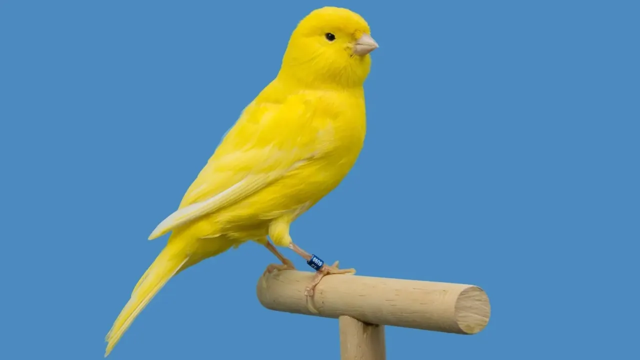 Yellow canary bird perched in softbox. Image: Shutterstock