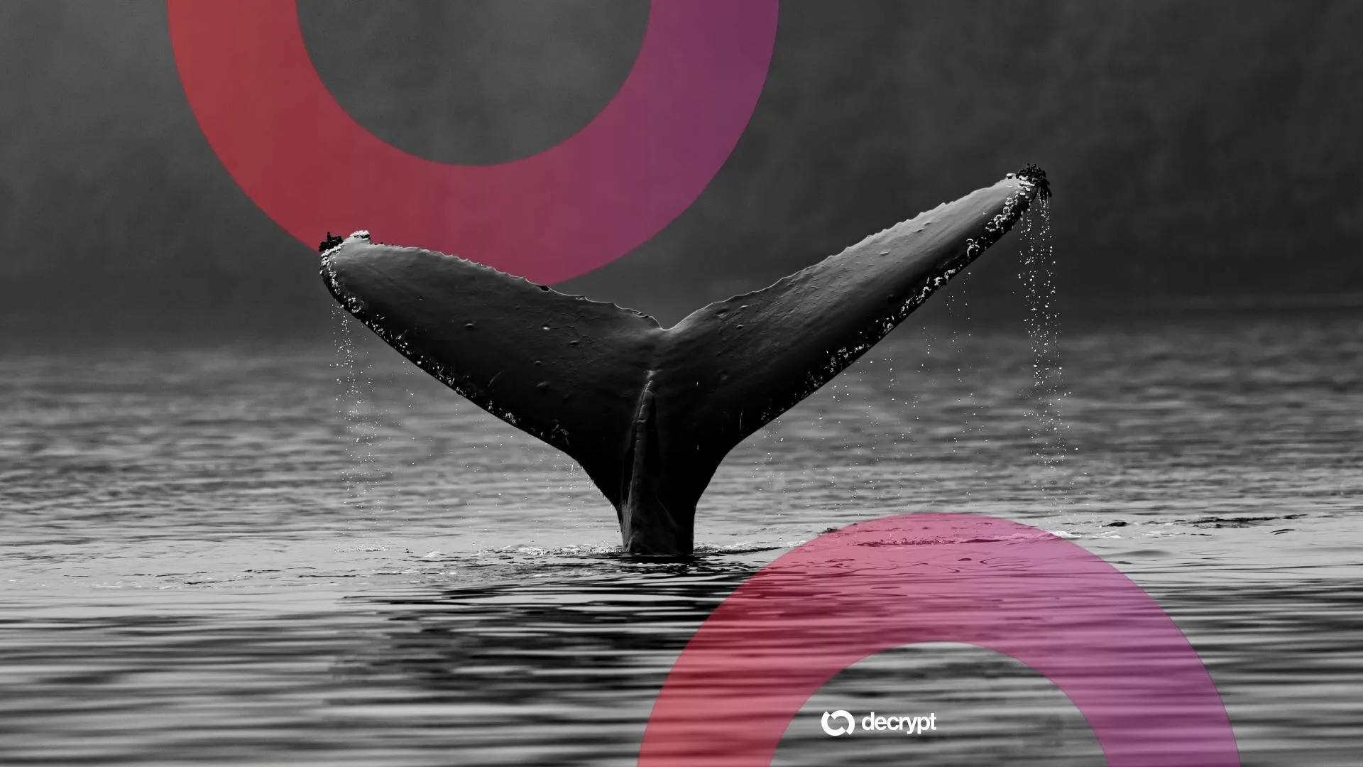 A whale. Image: Thomas Lipke on Unsplash/Decrypt