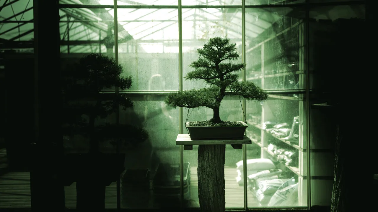 Bonsai. Image: Unsplash