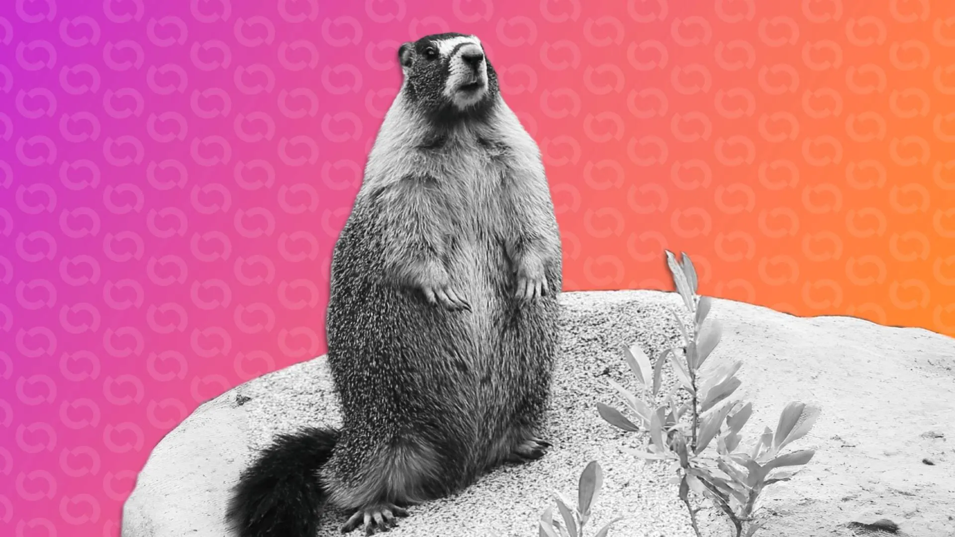 Yellow-Bellied Marmot (Marmota flaviventris). Image: Dcrjsr/Wikimedia Commons/Decrypt (CC BY 4.0)