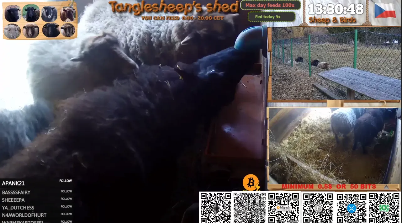 sheep feed youtube