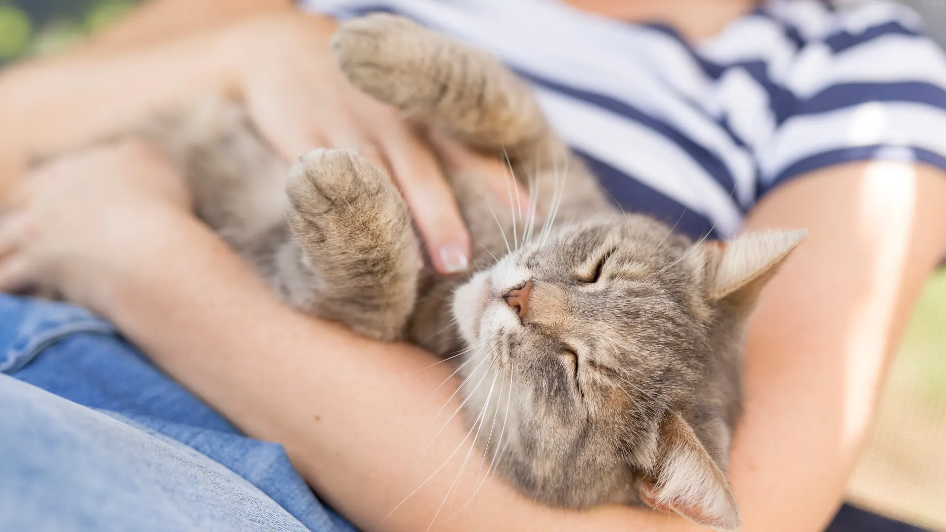 Tapos Cat Tickling Game Goes Viral, Brings Aptos 200 Million Transactions In First Two Days