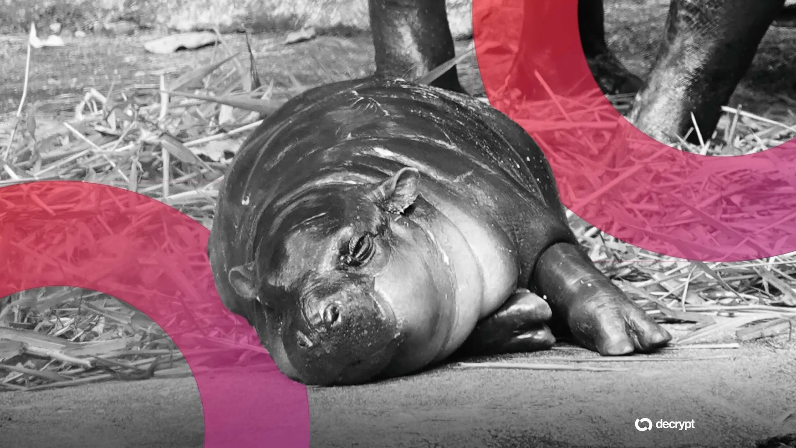 Moo Deng Meme Coin Pumps 32.9% as Zoo Plans Birthday Celebration for Pygmy Hippo