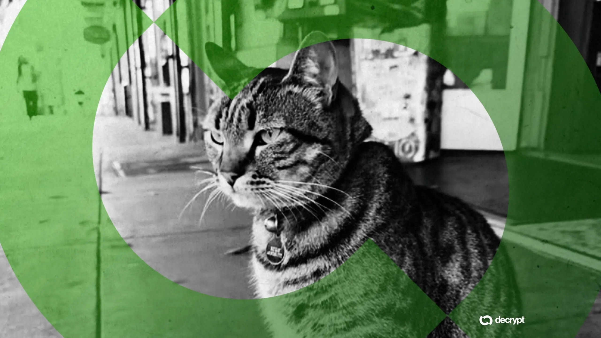 Solana, BNB Chain Meme Coin Traders Capitalize on Beloved Cat's Death